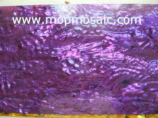 紫红色染色高级鲍鱼贝壳纸