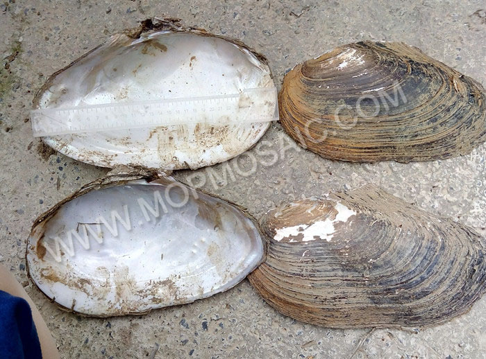 Chinese river shells of raw material