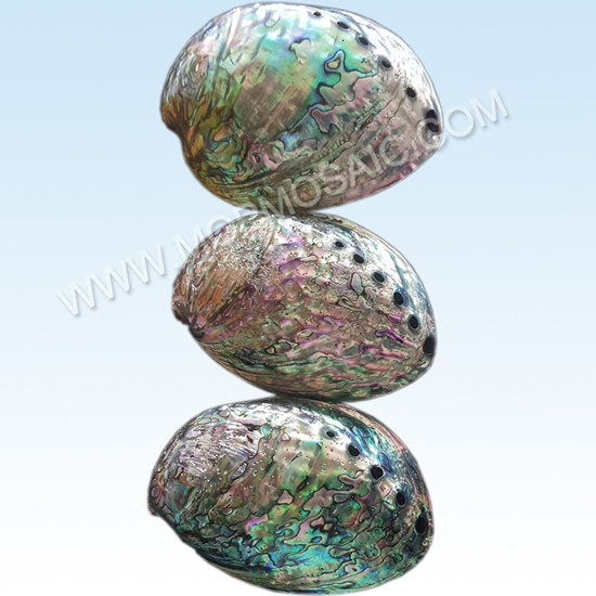 Polished cheap natural abalone and paua shells for aquarium home decoration arts
