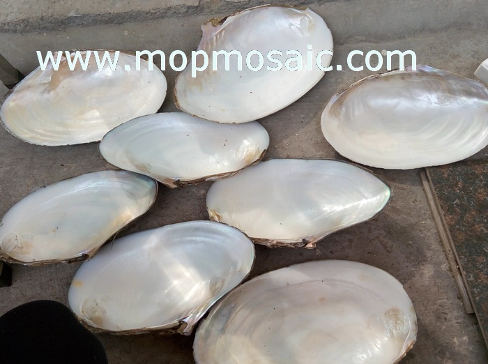 pure white chinese river shells of raw material