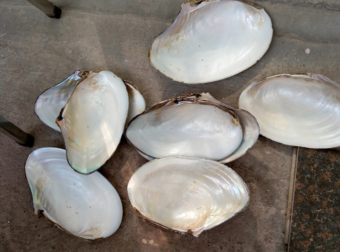 pure white chinese river shell raw materials