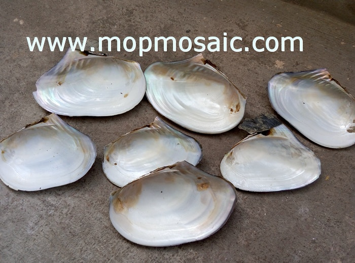 wholesale chinese white raw shell material