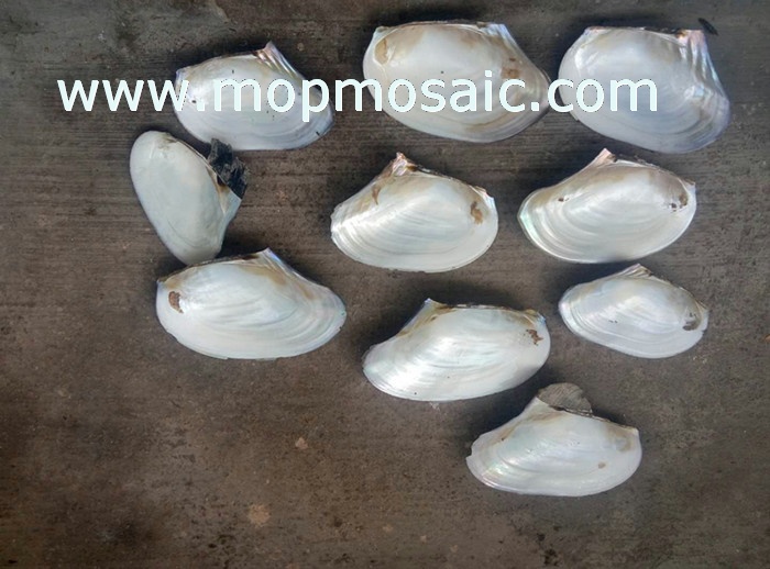 chinese wild freshwater shells of raw material