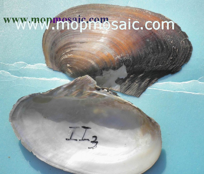 wholesale chinese freshwater shells of raw material