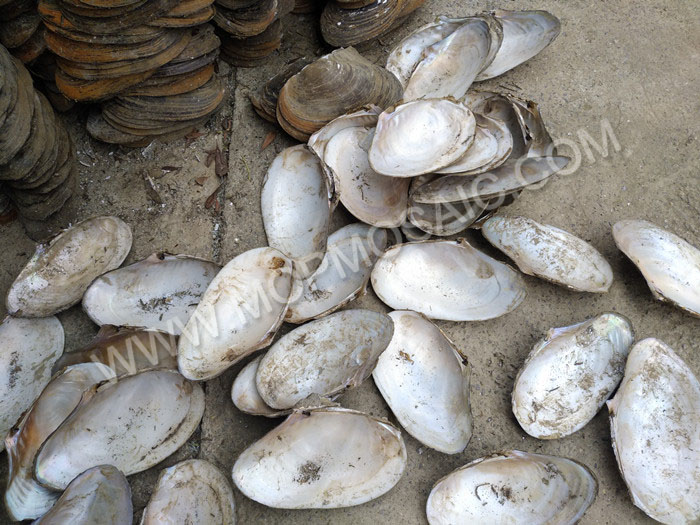 super white chinese river shells raw materials